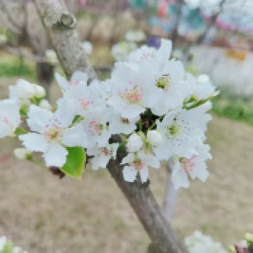 評論圖片 5