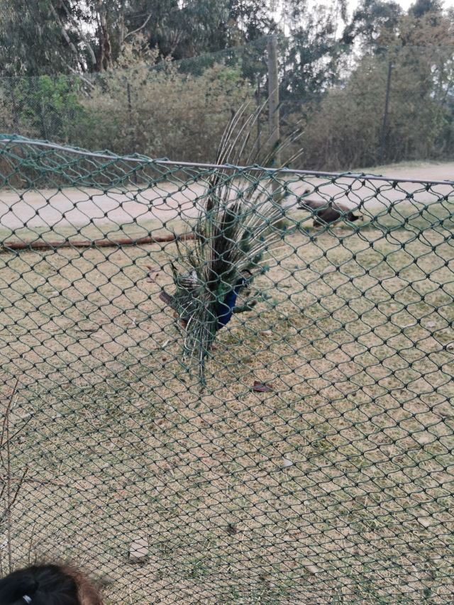 雲南野生動物園
