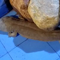 評論圖片 6