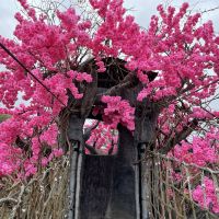 評論圖片 6
