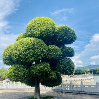 評論圖片 4