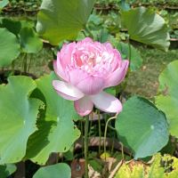 評論圖片 5