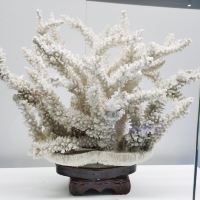 評論圖片 4