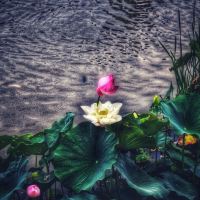 評論圖片 7