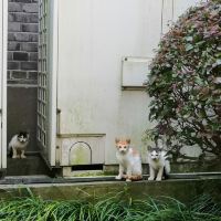 評論圖片 9