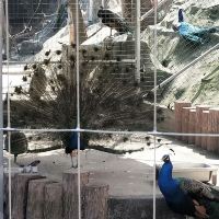 評論圖片 9