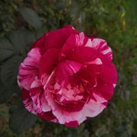 評論圖片 7