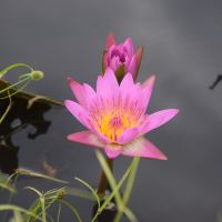 評論圖片 4