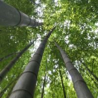 評論圖片 4