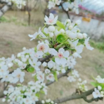 評論圖片 6
