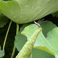 評論圖片 5