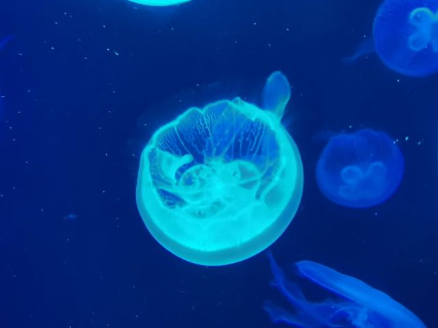 Beihai Undersea World