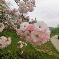 評論圖片 4
