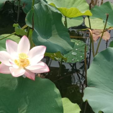 評論圖片 6