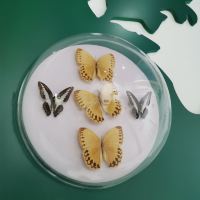 評論圖片 1