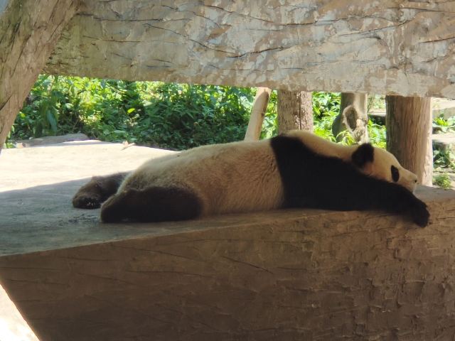Bifengxia Giant Panda Base
