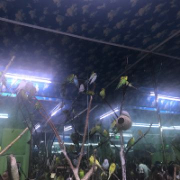 評論圖片 6