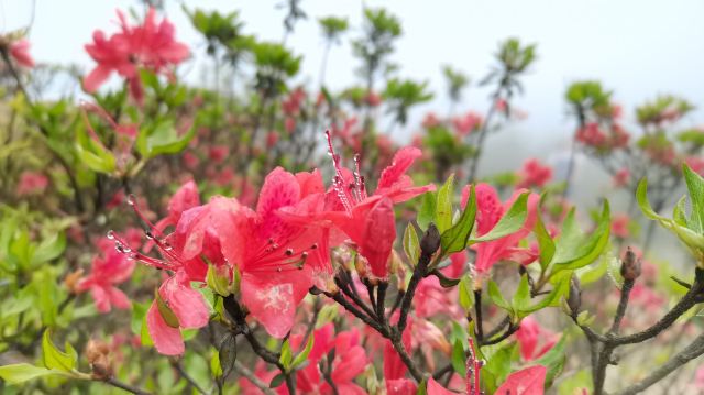 Xinxing Tianlushan Resort