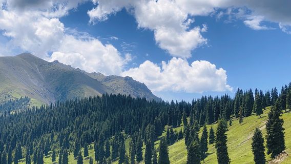 Chrysanthemums Terrace