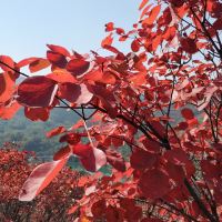 評論圖片 1