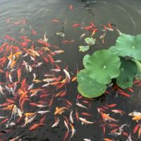 評論圖片 6