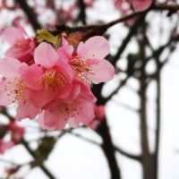 評論圖片 8