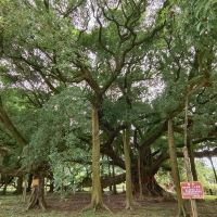 評論圖片 5