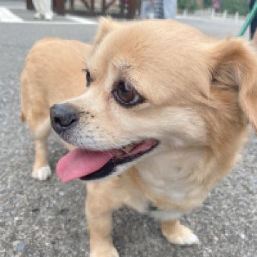 評論圖片 2