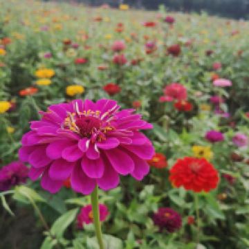 評論圖片 4