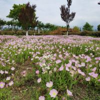 評論圖片 8