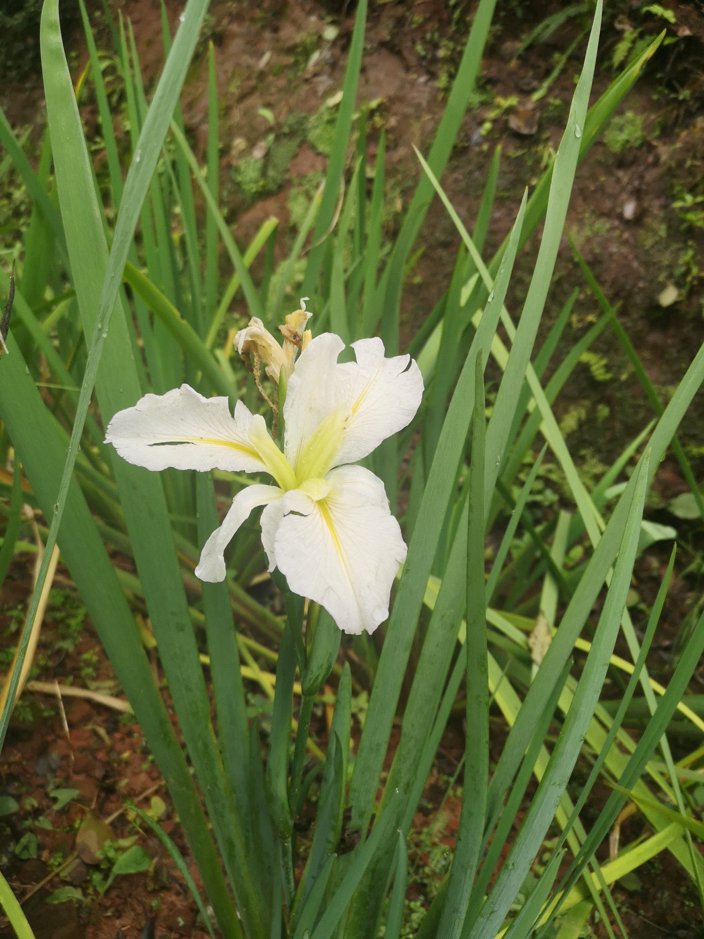 金蘭花穀景區旅遊攻略指南 金蘭花穀景區評論 金蘭花穀景區附近推薦 Trip Com