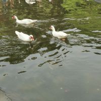 評論圖片 5