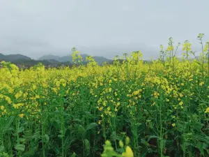 平江熱門賞花踏青景點