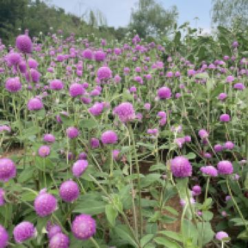 評論圖片 9