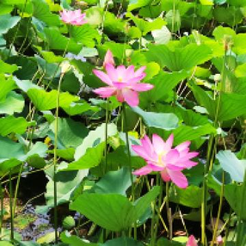 評論圖片 1