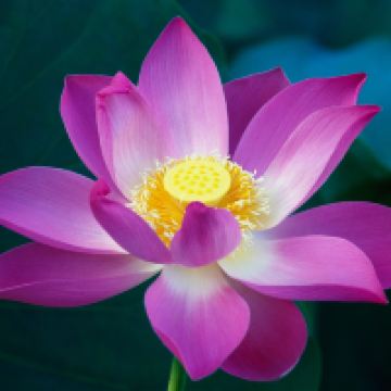 評論圖片 3