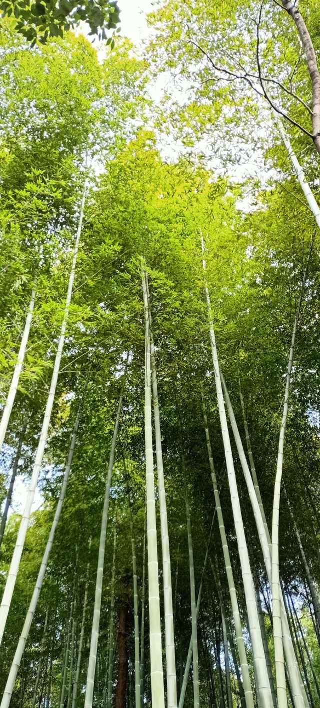 Tianmu Lake Scenic Area