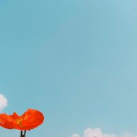 評論圖片 2