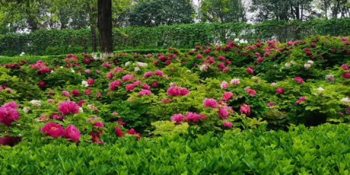 大明宮國家遺址公園
