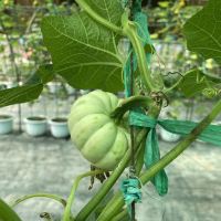 評論圖片 6