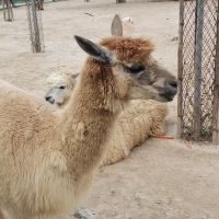 評論圖片 4