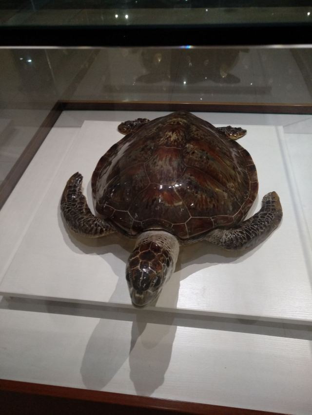 Shell Museum