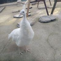 評論圖片 5