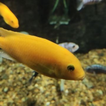 評論圖片 2