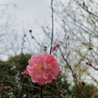 評論圖片 3