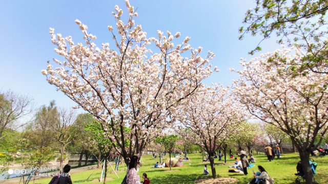 Top 50 Spring Outings in Shanghai