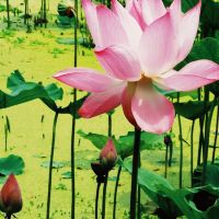 評論圖片 6