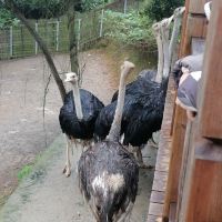 評論圖片 6