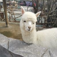 評論圖片 8