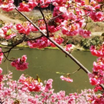 評論圖片 4